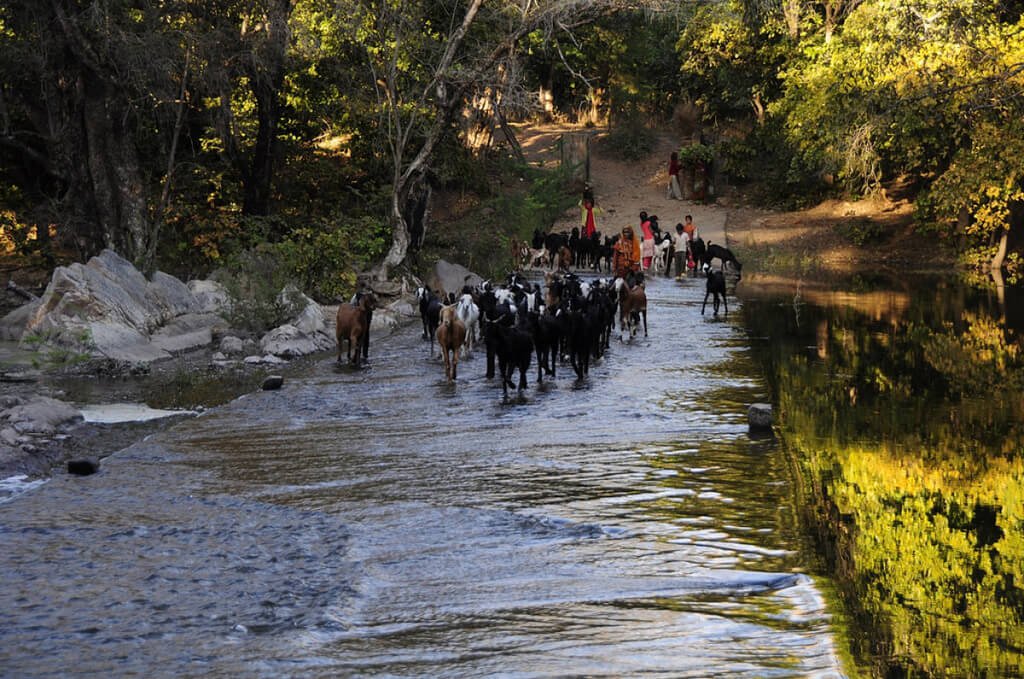 polo forest distance