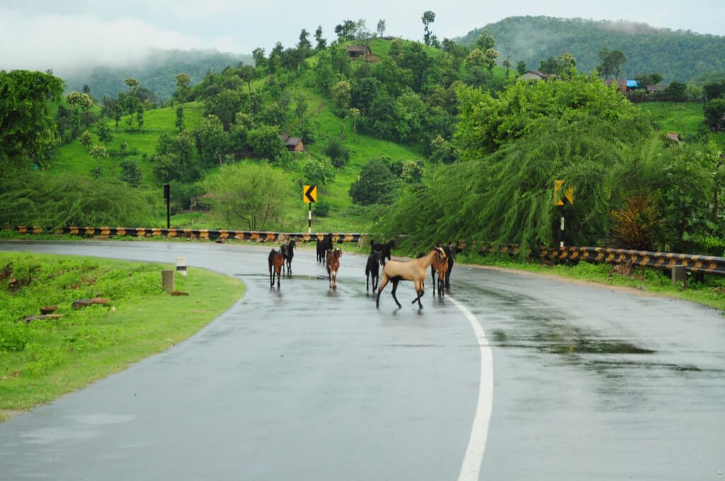 polo forest distance