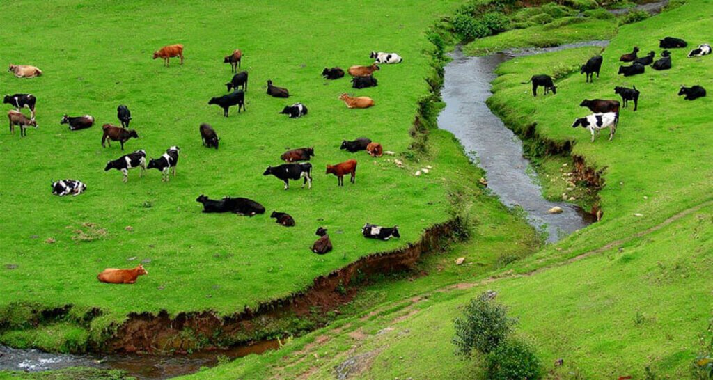 Mattupetti Indo Swiss Farm: Cattle Village in Munnar