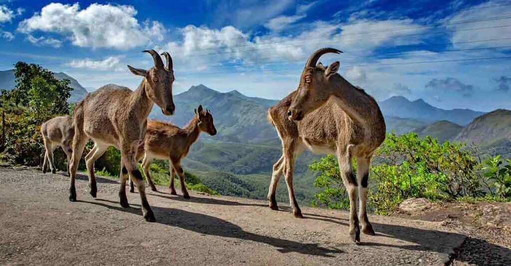 Eravikulam National Park in Munnar